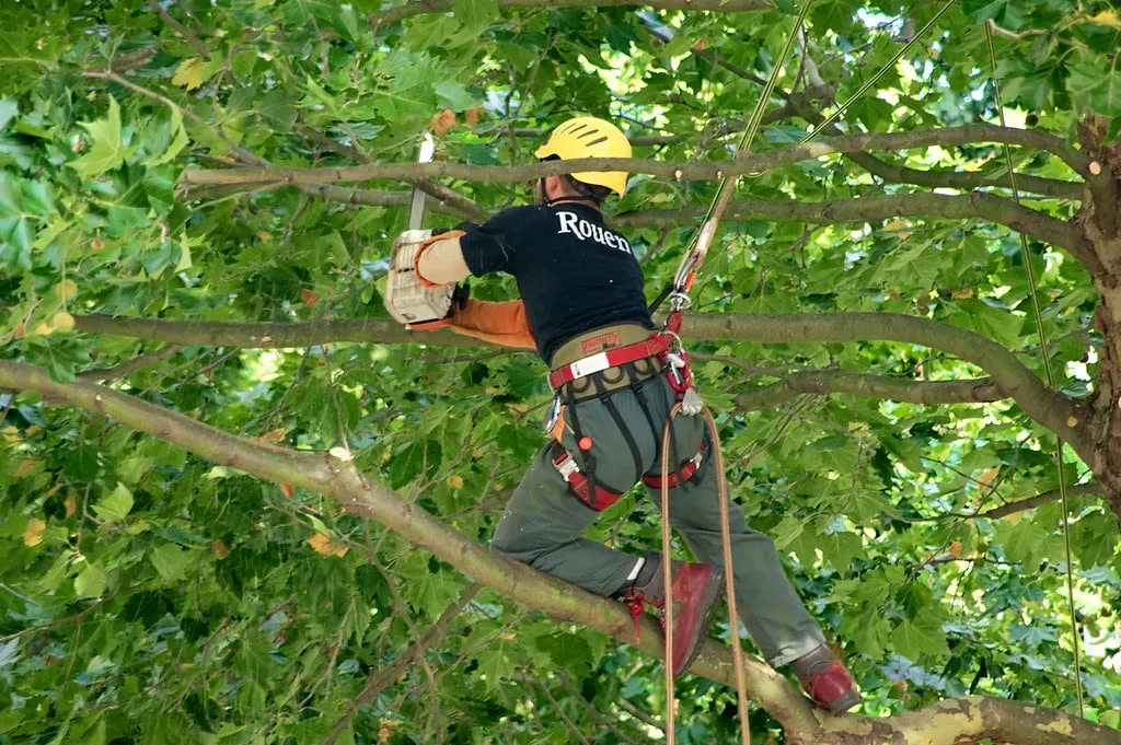 À savoir sur la taille douce des arbres