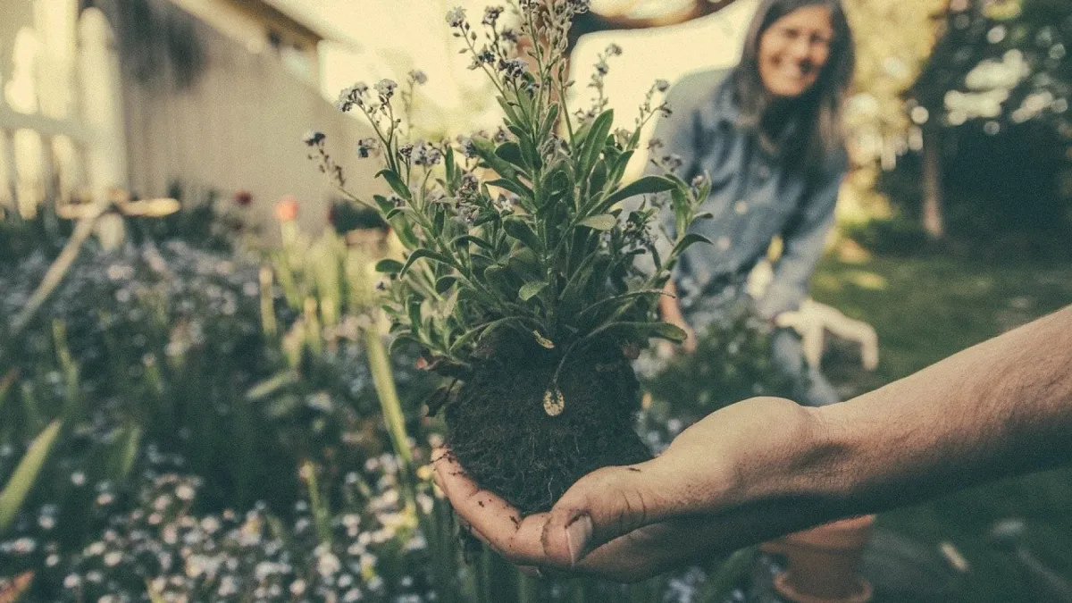 Comment optimiser l'éclairage de ses plantations ?